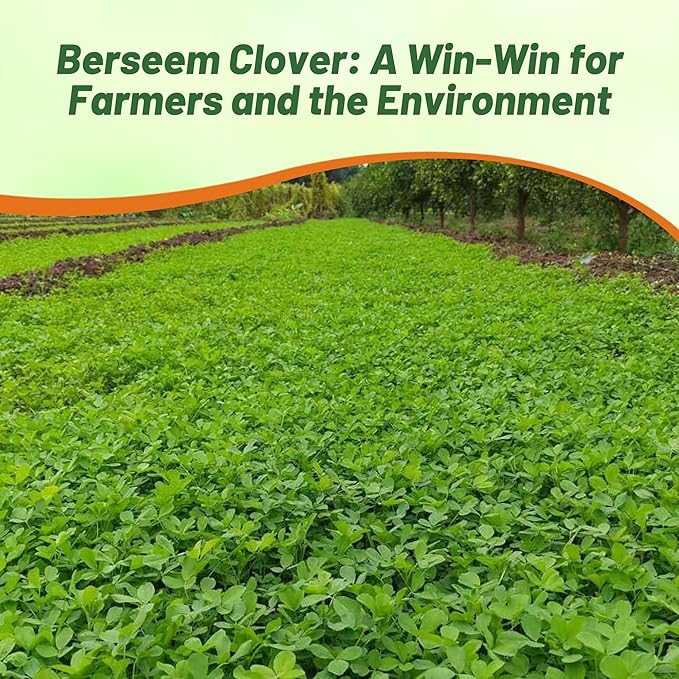 Outsidepride Annual Berseem Clover Seeds for Lawn - 10 lbs. High-Yield, Fast-Growing Clover Cover Crop Seeds for Food Plots, Cattle Forage & Nitrogen-Rich – Ideal for Pastures & Soil Improvement