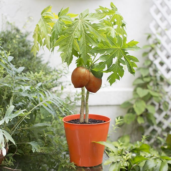 Premium Papaya Plant Potting Mix - Crafted for Thriving Papaya Growth and Abundant Fruits - 1 Quart