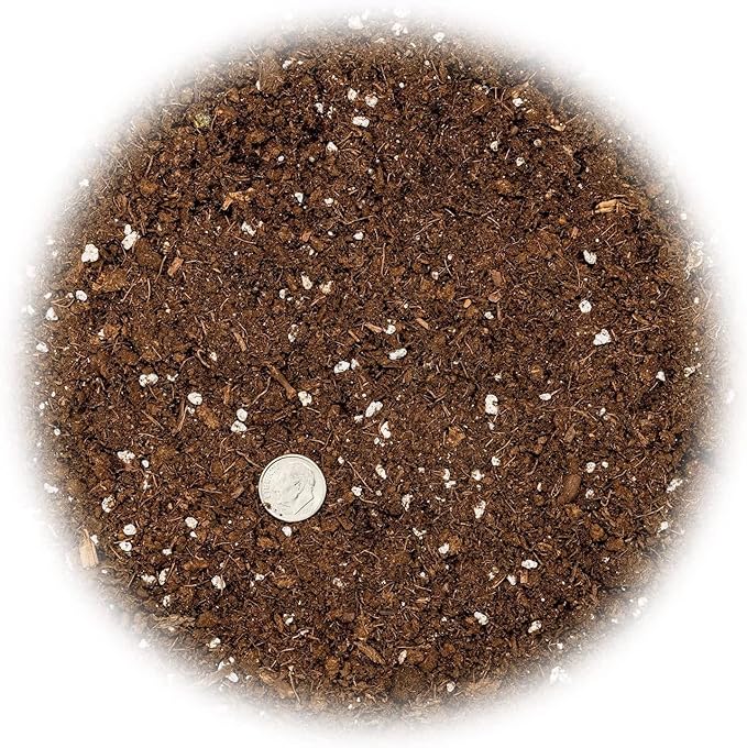 Premium Snake Plant Potting Soil Mix, Green Sansevieria Trifascatia Zeylanica Plants, Plant or Re-Pot Your Snake Plant - (5 Quart Bag)