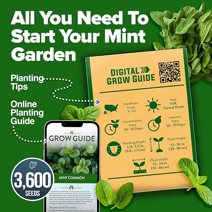 HOME GROWN Premium Common Mint Seeds (Bulk Pack) 3,600 𝗡𝗢𝗡-𝗚𝗠𝗢 𝗨𝗦𝗔 Heirloom Herb Seeds, USA Sourced | Ideal for Planting Outdoors or Indoors for a Fresh Mint Tea Garden (Mentha spp)
