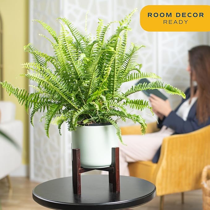 Costa Farms Kimberly Queen Fern, Live Indoor Plant, Houseplant Potted in Premium Décor Plant Pot, Potted in Potting Soil, Beautiful Room Decor, Birthday, Housewarming Gift