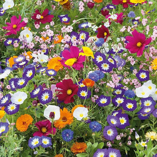 Eden Brothers Royal Meadow Flower Mixed Seeds for Planting, 1/4 lb, 120,000+ Seeds with Morning Glory, African Daisy | Attracts Pollinators, Plant in Spring or Fall, Zones 3, 4, 5, 6, 7, 8, 9, 10