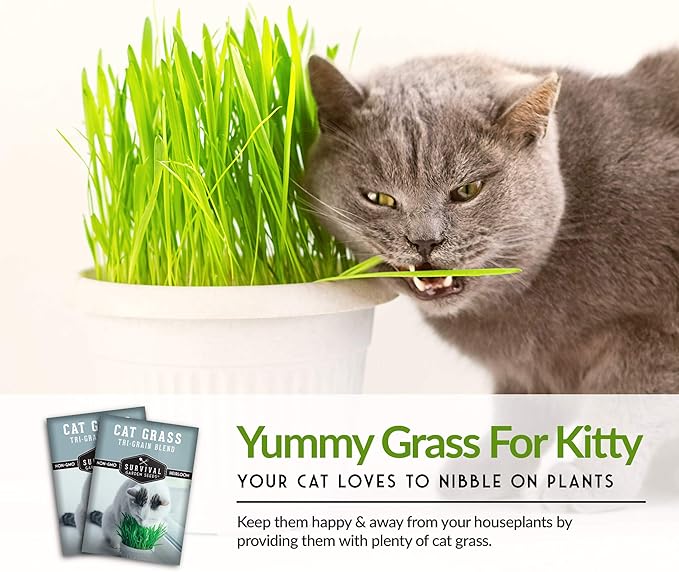 Cat Grass Seed for Planting - Packet with Instructions to Plant & Grow Greens for Your Pet Indoors or Outdoors in a Container or Garden - Non-GMO Heirloom Variety - Survival Garden Seeds