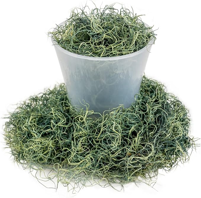 Premium Spanish Moss in Basil| Natural Preserved - Great Ground Cover - Filler for Potted Plants - by GARDENERA - 3 Quart Bag