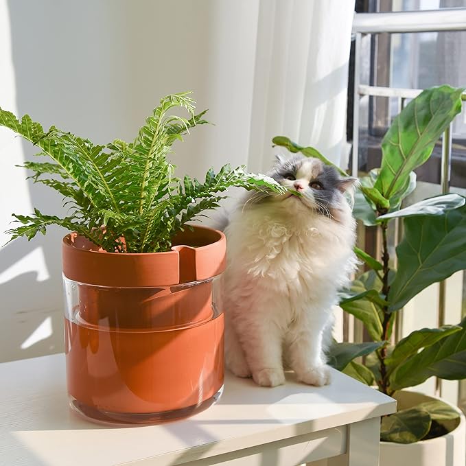 Phoenix Vine 8 Inch Self Watering Planter Pot, Terracotta Clay Pot with Glass Reservoir for Indoor Plants, Herbs, Flowers, Set of 1, 52-A-H-1