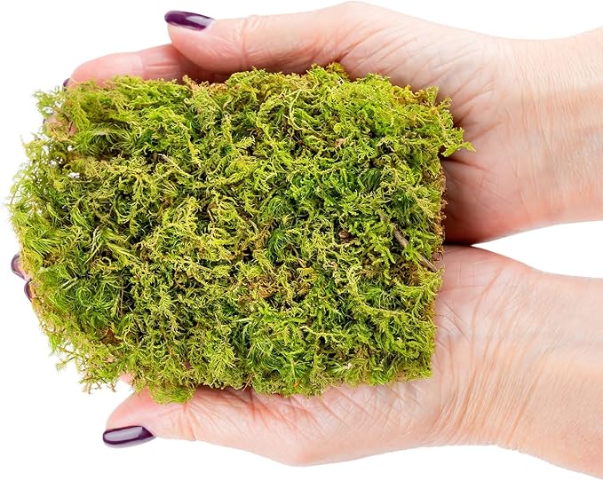 Preserved Sheet Moss in Natural Green | Decorative Real Natural Green DIY Kit Terrariums Gardenning Art Wall Decor Florist Decor Easter Table Decor Wedding - 3 Quart