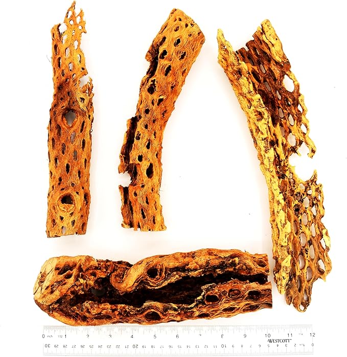 Natural Cholla Wood Chunk Large Air Plant Display Holders Individually Unique Decorative Stands or Holder (Cholla Chunk Extra Large)