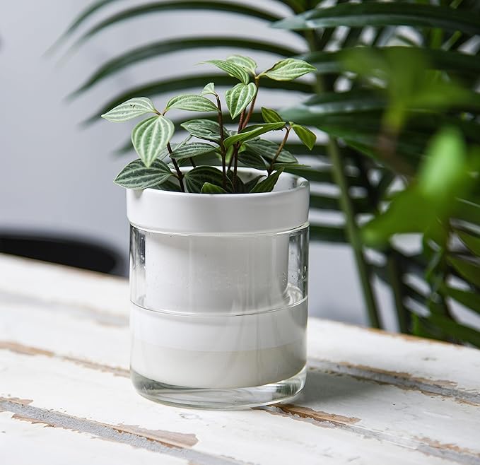 Phoenix Vine 4 Inch Self Watering Planter, White Terracotta Clay Pot with Glass Reservoir for Indoor Plants, Herbs, Flowers, Set of 1, 52-B-E-1
