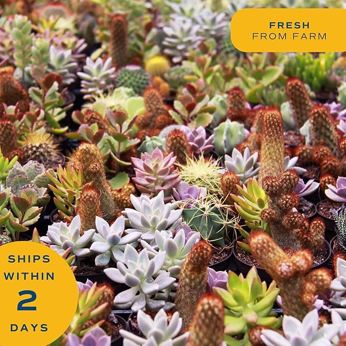 Costa Farms Haworthia Live Plant, Succulent Houseplant in Cute Decor Succulents Plant Pot, Potting Soil, Live Plants Desk Décor, Birthday, Valentine's Day Gift, Small Tabletop Size, Room Décor