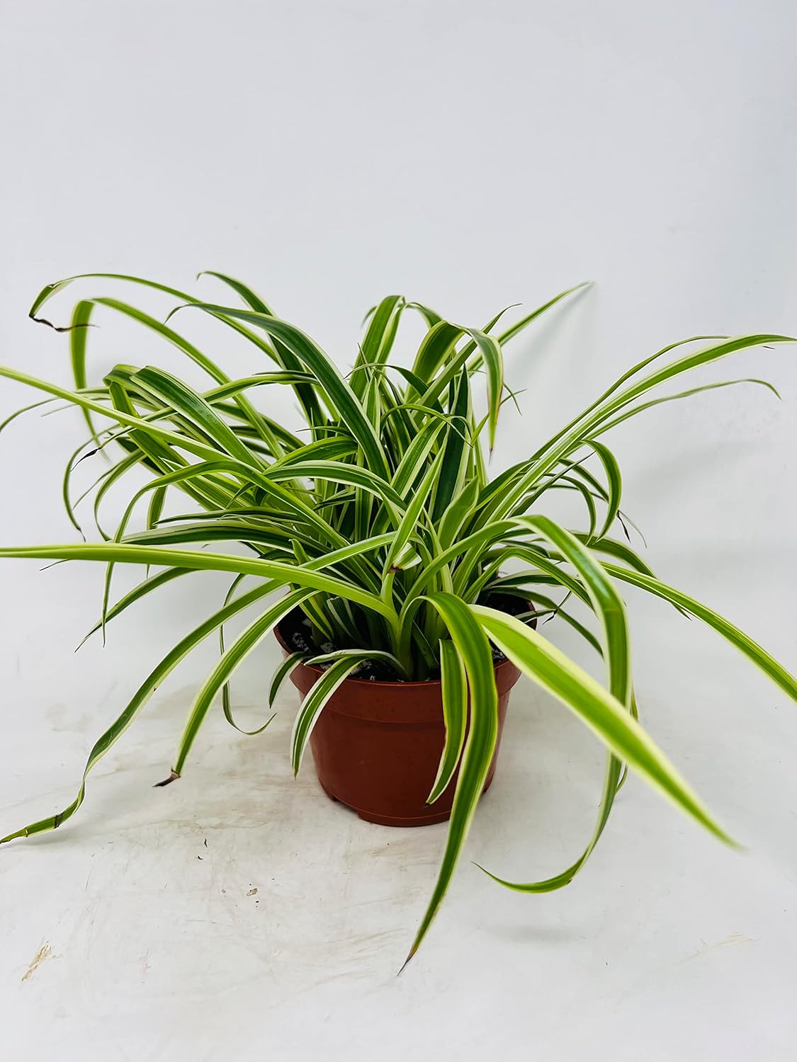 Reverse Variegated Spider Plant - Easy to Grow/Cleans The Air - 4in Pot