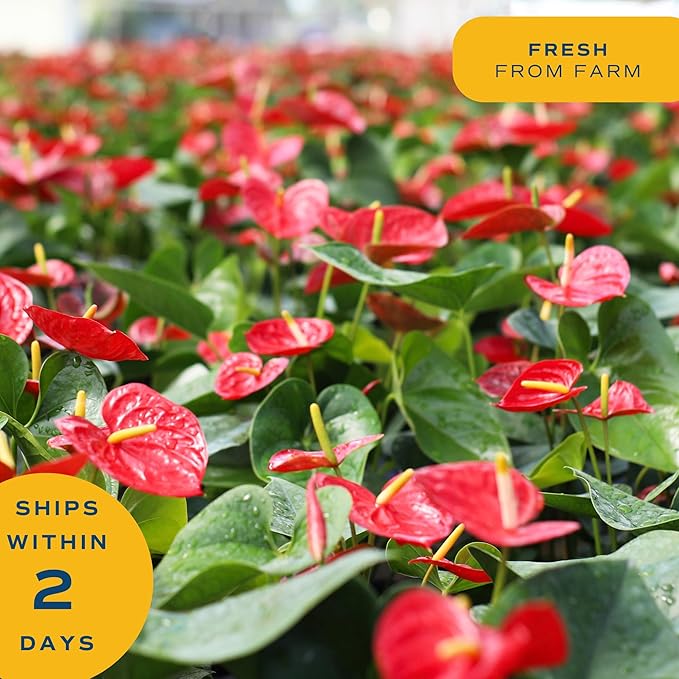 Costa Farms Anthurium Plant, Live Indoor Houseplant with Red Flowers, Easy Grow Flowering House Plant in Cute Décor Pot, Birthday, Housewarming, Get Well Soon, Home, Room, Office Décor, 12-Inches Tall