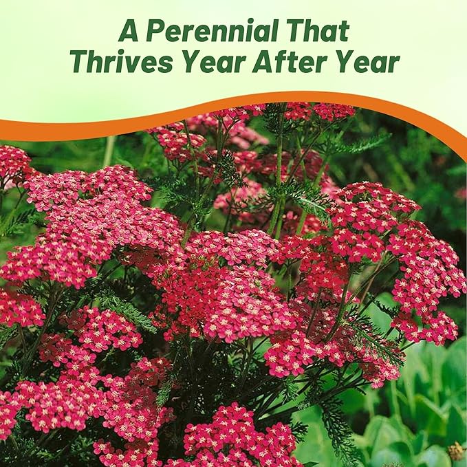 Outsidepride Cerise Queen Yarrow Seeds – 10000 Pcs. Perennial, Versatile, Clump-Forming, & Drought Tolerant Flower Seeds for Planting Fragrant & Vibrant Blooms, Ideal for Pollinator Gardens