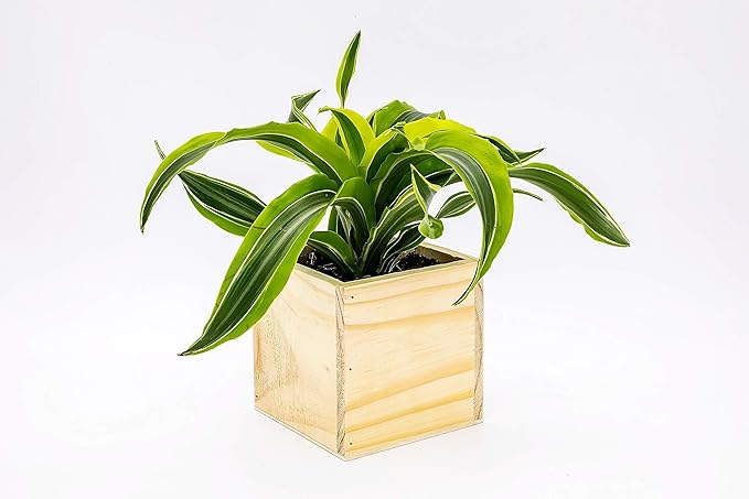 Wood Planter Box, 5 Inch Square, Rose Wood, Plastic Liner, Garden Centerpiece Display, Wedding Flowers Holder, Home and Venue Decor (5x5 Set of 4, Rose Wood)