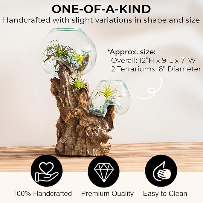 Cape Craftsmen 12" H Hand-Blown Blue Tinted Bubble Glass On Natural Teak Driftwood Terrarium | Home Décor Indoor Planter with Stand | Pot for Succulent and Plants