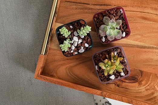 rePotme Slow Release Succulent & Cactus Food | Feed ME! Time Release Fertilizer (11-10-11) | Feed Your Plants Automatically, Apply Once Every 6 Months