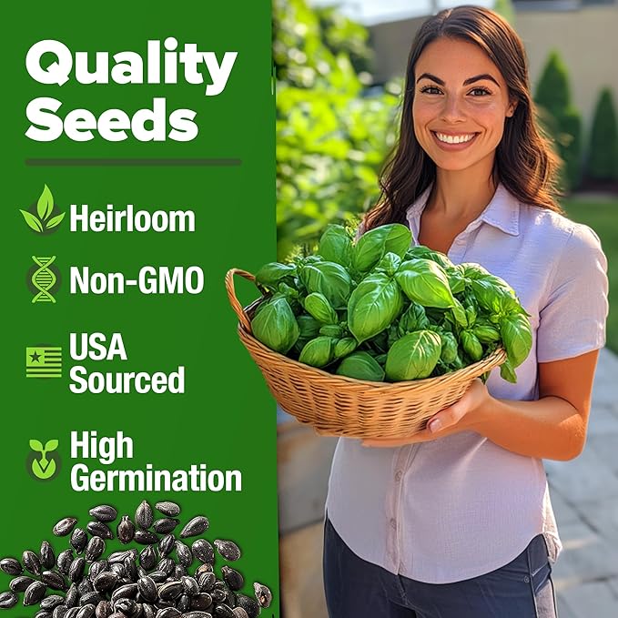 HOME GROWN 𝗨𝗦𝗔 𝗣𝗥𝗘𝗠𝗜𝗨𝗠 Genovese Basil Seeds Pack 1,750+ High Germination 𝗡𝗢𝗡-𝗚𝗠𝗢 Heirloom Seeds (Ocimum basilicum) Herb Seeds for Planting Indoor & Outdoor Gardening, for Culinary Use