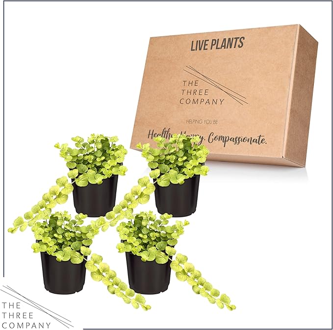 Live Lysimachia Plant - Creeping Jenny (4 Plants Per Pack) - Healthy Trailing Plant - Beautiful Spring Accent - 6" Tall by 4" Wide in 1 Pint Pot