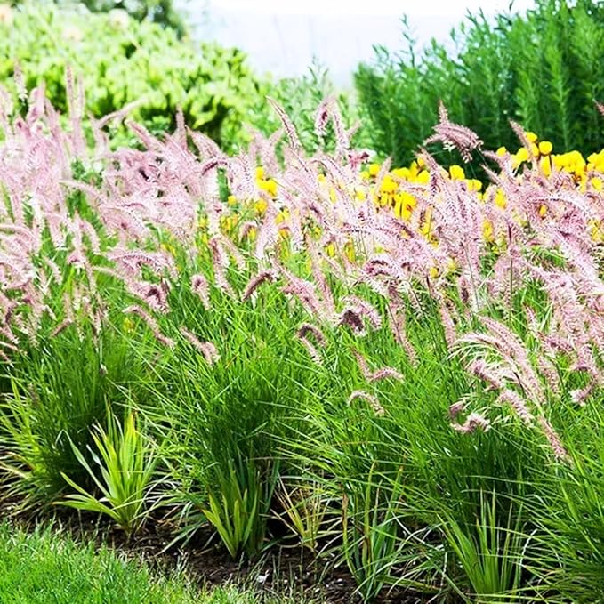 Pack 3 Fountain Grass Plants Live, 5-9 Inch Tall, Ornamental Grasses Live Plants Perennial, Well-Rooted Perennial Grass Clumps (Pink Rose Fountain Grass)
