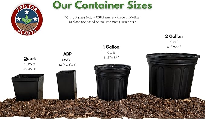 TriStar Plants - Thanksgiving Cactus - 4" inch Pot, Fasle Christmas Cactus, Easter Cactus, Holiday Plant, Winter Flowers, Christmas Plants, Winter Blooms (Caribbean Dancer)