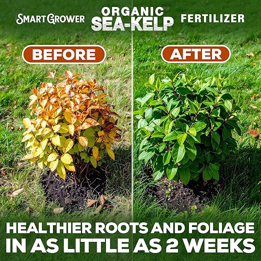 Organic Sea Kelp Fertilizer for Plants – Water-Soluble – Makes 100 Gallons – Kelp Meal Concentrate Plant Food – for Indoor Gardens, Hydroponics, Vegetables, Houseplants - Smart Grower - 4oz Bag