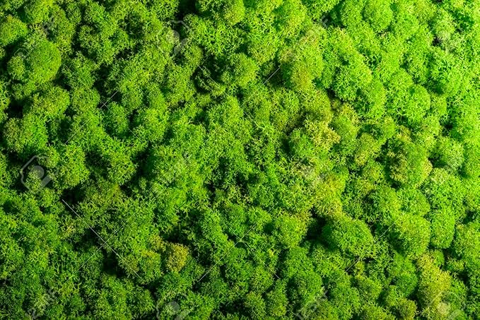 Premium Preserved Reindeer Moss for Potted Plants, Terrariums, Fairy Gardens, Arts and Crafts or Floral Decor Design in Natural (4 Quart Bag)