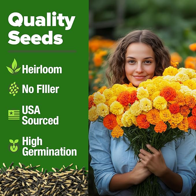 HOME GROWN 𝗨𝗦𝗔 𝗣𝗥𝗘𝗠𝗜𝗨𝗠 Petite French Marigold Seeds 329+ Flower Seeds for Planting Outdoors Easy to Grow Companion Plant & Quick Blooming Pollinator Heirloom Wildflower Seed (Tagetes patula)