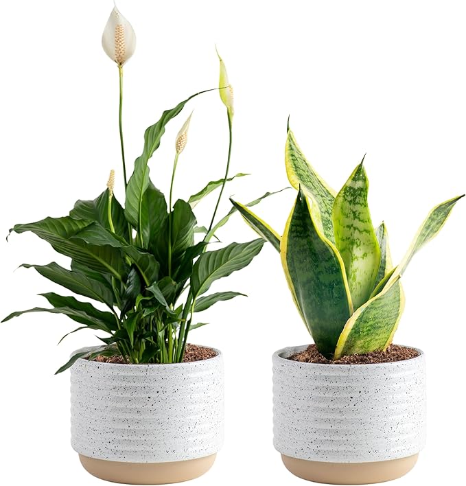 Costa Farms Live Plants (Pack of 2), Easy to Grow Real Indoor Houseplants, Air Purifying Plants, Grower's Choice in Home Décor Indoors Plant Pots, New House Gift or Room Décor