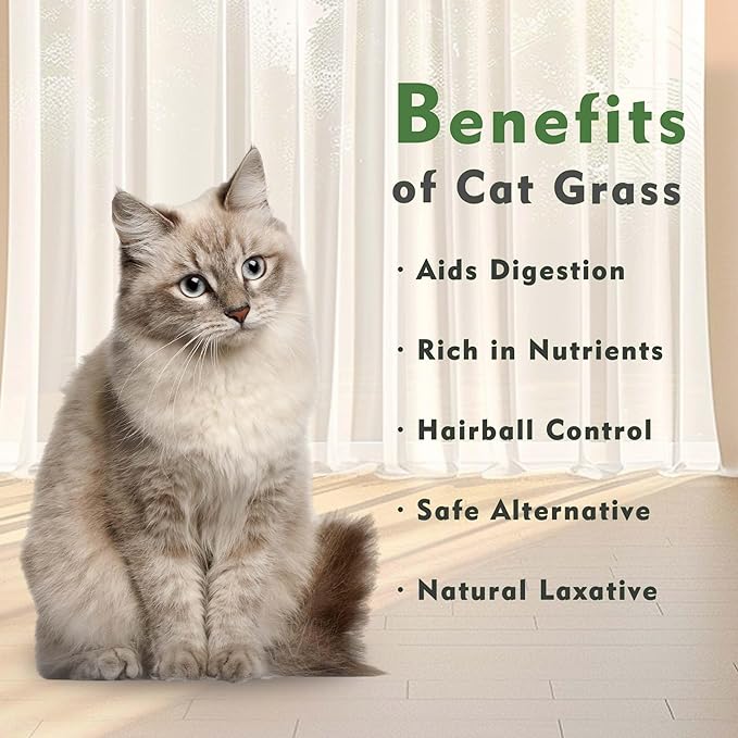 Ceramic Pot Cat Grass for Indoor Cats with Organic Cat Grass Seed Mix – Safe Pet Grass for Cats and Small Pets | Easy-to-Grow Indoor Garden for Pet Digestion (Green)