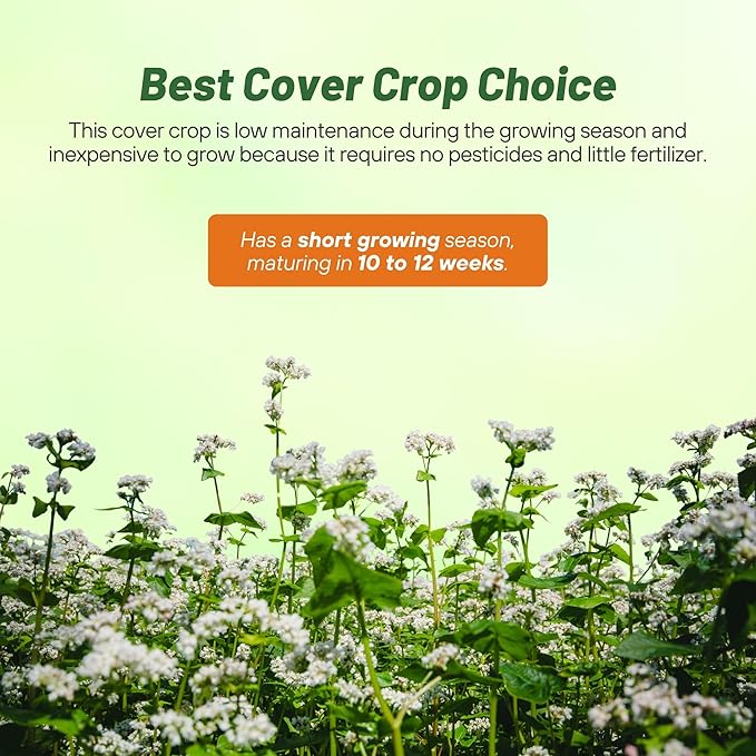 Outsidepride Buckwheat Seeds - 1lb Annual, Fast-Growing, Easy to Grow Buckwheat Cover Crop Seeds for Green Manure, Bee Pasture & Pollinators, Wildlife Habitat, Soil Improvement, and Erosion Control