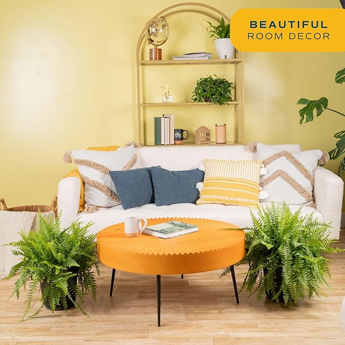 Costa Farms Ferns (2 Pack), Live Premium Boston Fern Plants in Hanging Basket Planters, Houseplants Potted in Soil Potting Mix, Outdoor Garden Gift, Beautiful Home Patio Décor, 16-Inches Tall