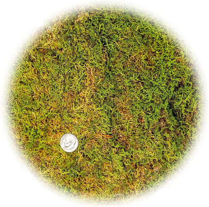 Preserved Sheet Moss in Natural Green | Decorative Real Natural Green DIY Kit Terrariums Gardenning Art Wall Decor Florist Decor Easter Table Decor Wedding - 3 Quart