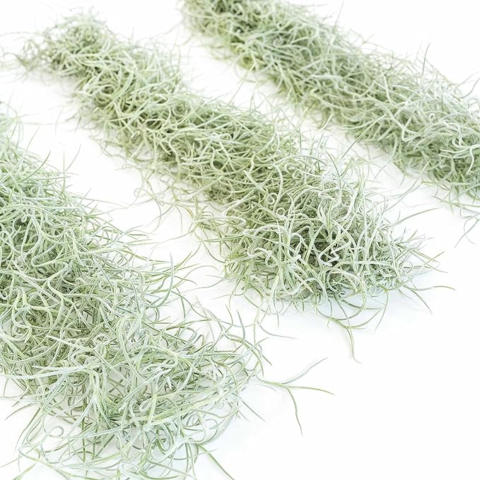 Thick Colombian Spanish Moss Live Strands with Wire Hook - Tillandsia Usneiodes - Live Tillandsia Succulent House Plants - Home and Garden Decor - Easy Care Indoor and Outdoor Plants