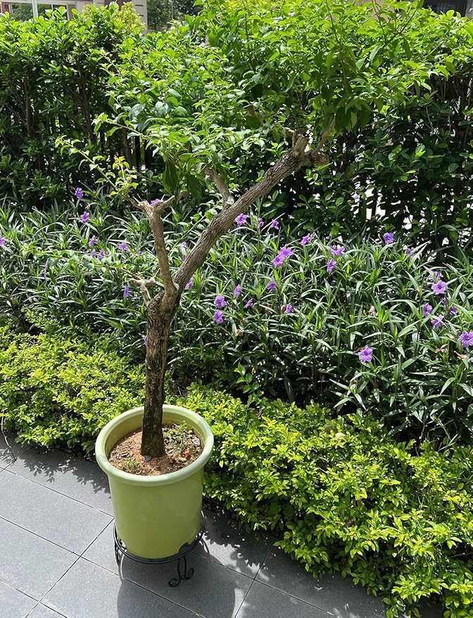 2 Pack 13'' Diameter Metal Plant Stand for Large Plant/Flower Pot Heavy Duty Potted Holder Indoor Outdoor Rustproof Iron Display Stand,Black