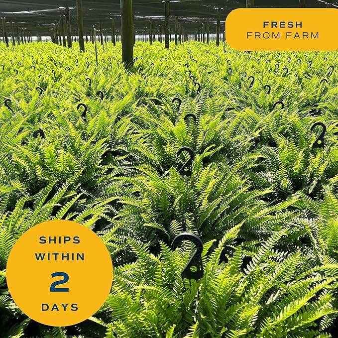 Costa Farms Ferns (2 Pack), Live Premium Boston Fern Plants in Hanging Basket Planters, Houseplants Potted in Soil Potting Mix, Outdoor Garden Gift, Beautiful Home Patio Décor, 16-Inches Tall