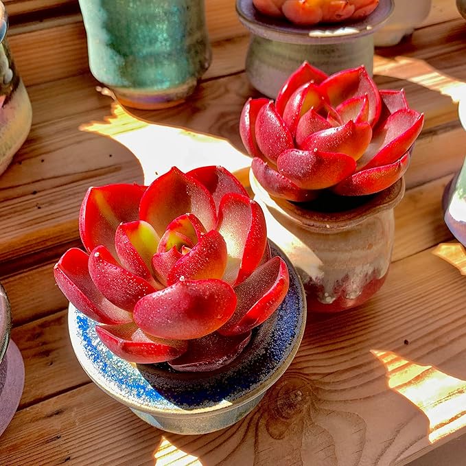 FWPP Live Succulents Plants Echeveria Red Lantern 2.5 inches,Rare red Succulents Bare Root Without Pot Soil, Live Plants Indoor Office Decoration Wedding and Gift