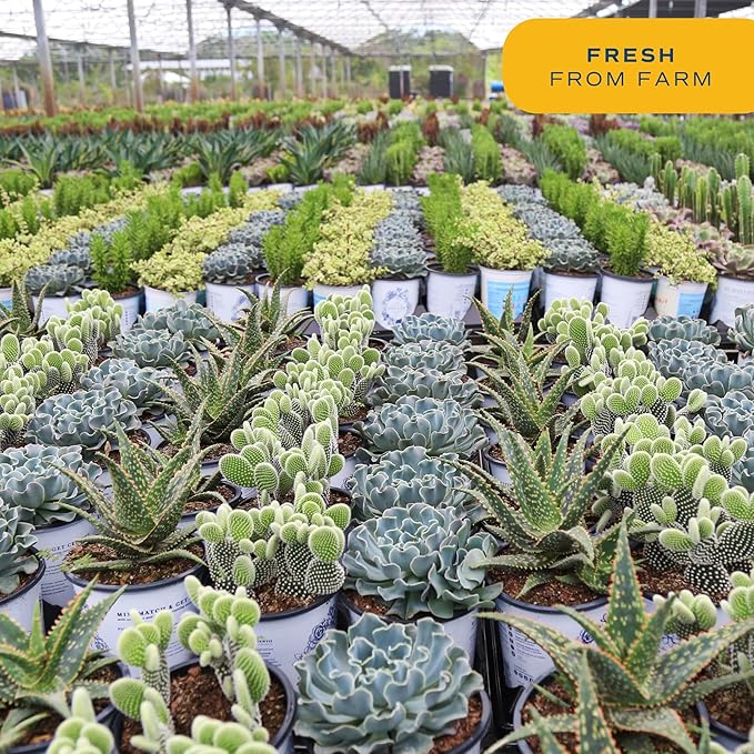 Costa Farms Succulents (24 Pack), Live Mini Succulent Plants in Ceramic Decor Planter Pots, Indoor Houseplants in Potting Soil, Bulk Baby Shower Gifts, Party Favors, Bridesmaid Gifts, 2-Inches Tall