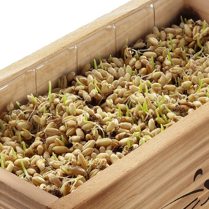 Cat Grass Kit for Indoor Cats – x4 Seed Packets | Cat Grass Seeds with Wooden Planter, Soil & Mini Gardening Tools for Nipping – Pet-Safe Wheatgrass Grass