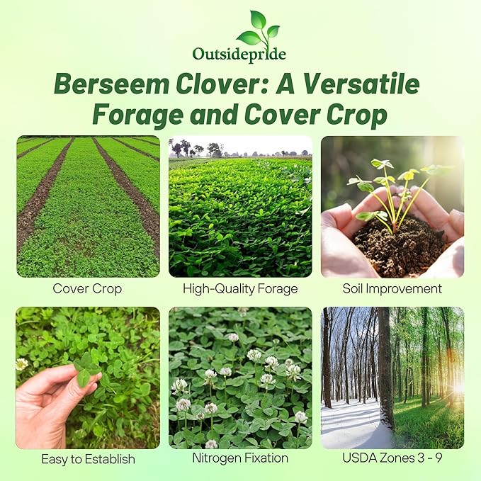 Outsidepride Annual Berseem Clover Seeds for Lawn - 50 lbs. High-Yield, Fast-Growing Clover Cover Crop Seeds for Food Plots, Cattle Forage & Nitrogen-Rich – Ideal for Pastures & Soil Improvement