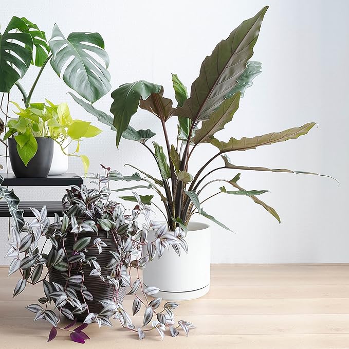 D'vine Dev 8 Inch & 10 Inch Ceramic Planter Pot for Plants with Drainage Hole and Saucer, Large Plant Pots Set, White, 94-G-L-1