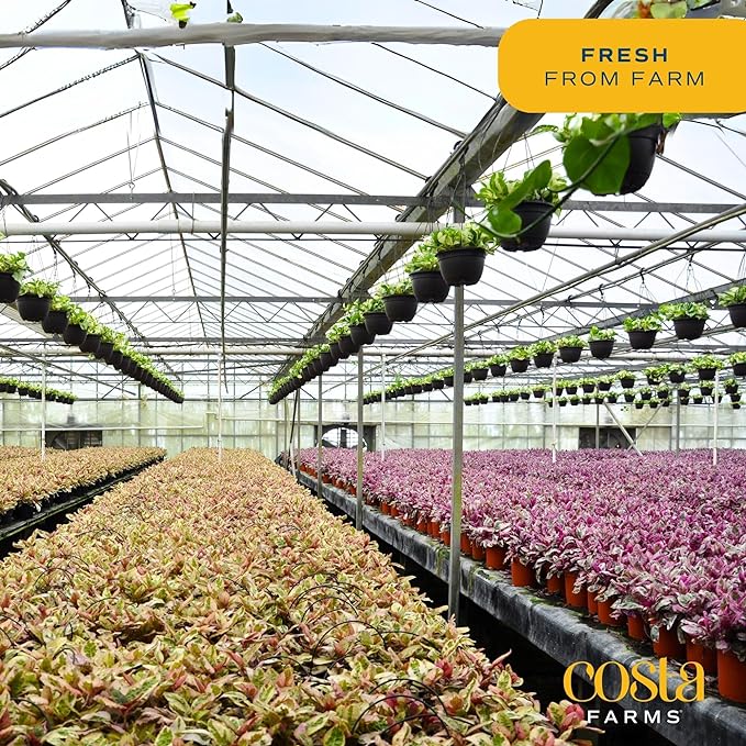 Costa Farms Money Tree, Small Easy to Grow Live Indoor Plant, Live Houseplant in Indoor Plant Pot, Bonsai Potted in Potting Soil, Birthday, Housewarming, Tabletop and Office Home Decor, 10-Inches Tall