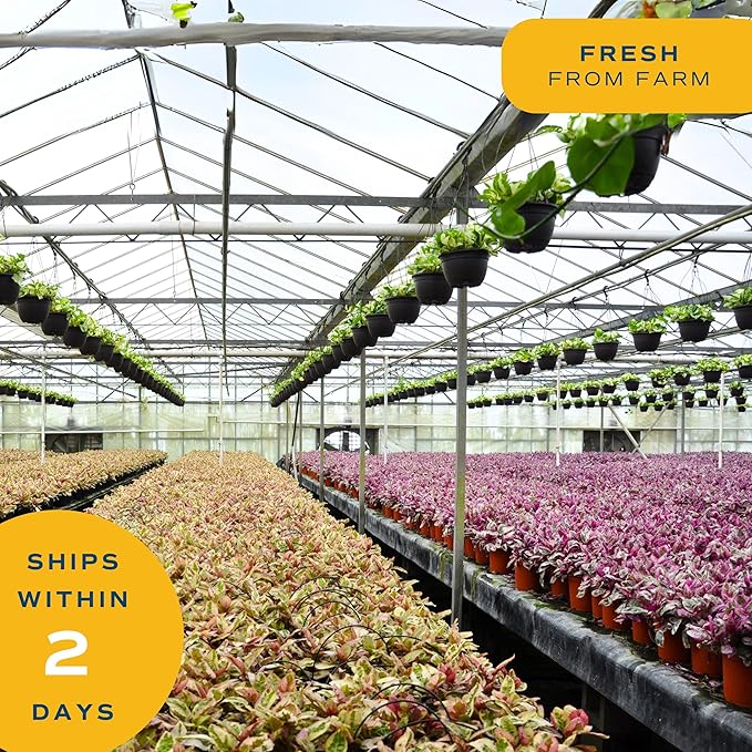 Costa Farms Cat Palm, Live Indoor Houseplant in Garden Plant Pot, Floor House Plant Potted in Potting Soil, Housewarming Gift for New Home, Living Room, Office, Patio Palm Tree Decor, 3-4 Feet Tall