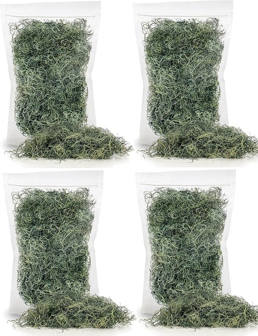 Premium Spanish Moss in Basil| Natural Preserved - Great Ground Cover - Filler for Potted Plants - by GARDENERA - 2 Quart Bag