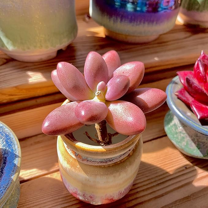 FWPP Live Succulents Plants Pachyveria Sugar Beauty 2 inches,Rare red Succulents Bare Root Without Pot Soil, Live Plants Indoor Office Decoration Wedding and Gift