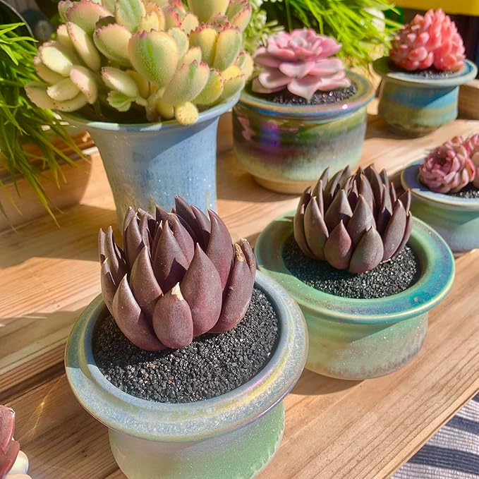 FWPP Live Succulents Plants Echeveria Affinis 2 inches,Rare Black Succulents Bare Root Without Pot Soil, Live Plants Indoor Office Decoration Wedding and Gift