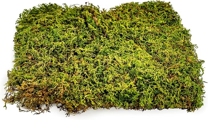 Preserved Sheet Moss in Natural Green | Decorative Real Natural Green DIY Kit Terrariums Gardenning Art Wall Decor Florist Decor Easter Table Decor Wedding - 5 Quart