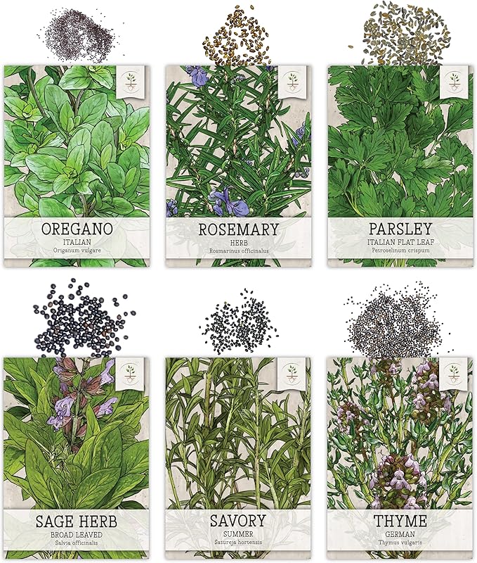 Seed Needs Herb Seeds Variety Pack Culinary Herb Collection (12 Individual Packets for Planting Indoors or Outdoors) Grow Your Own Herb Garden - Heirloom, Non-GMO
