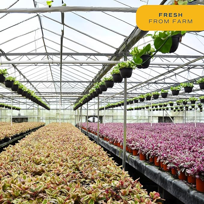 Costa Farms Live House Plants (4 Pack), Easy to Grow Live Indoor Houseplants, Grower's Choice Air Purifier Set, Potted in Indoors Garden Plant Pots, Potting Soil, Housewarming Gift, Home or Room Decor