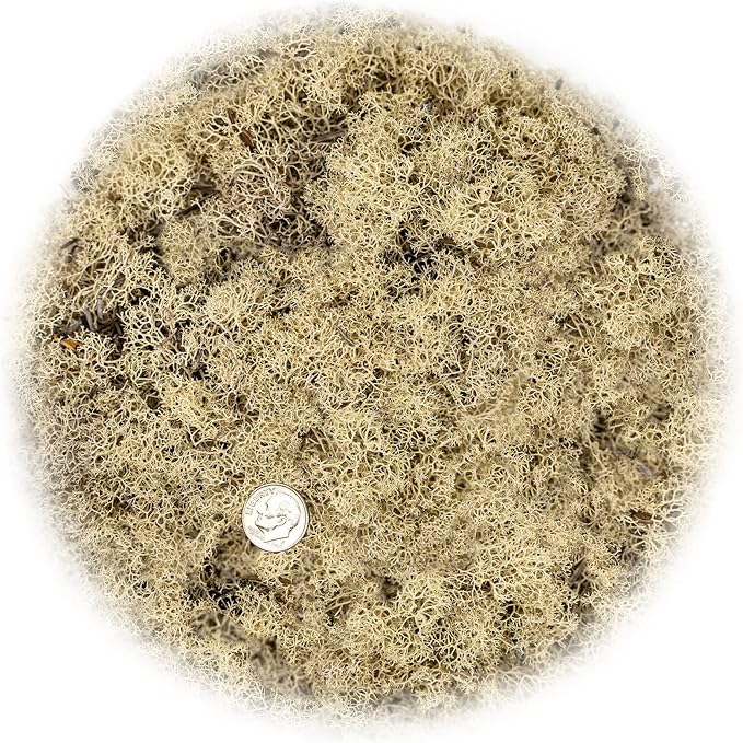 Premium Preserved Reindeer Moss for Potted Plants, Terrariums, Fairy Gardens, Arts and Crafts or Floral Decor Design in Natural (1 Quart Bag)