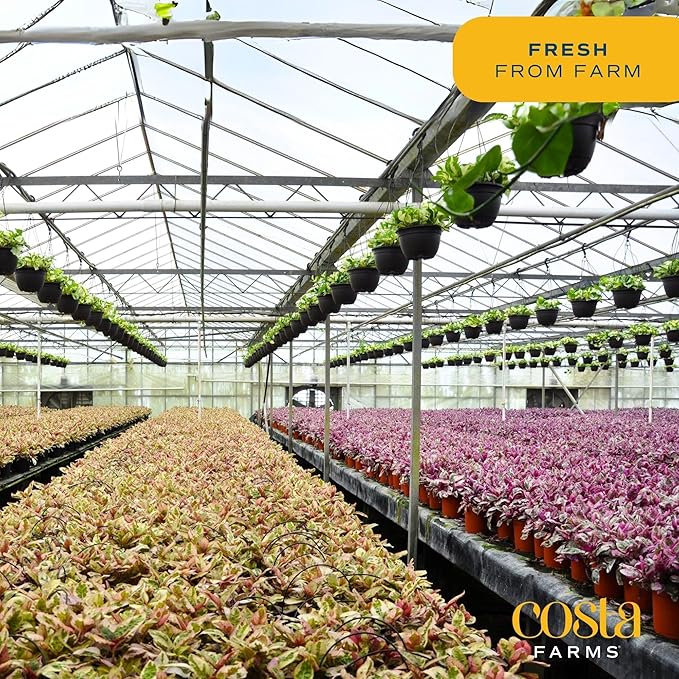 Costa Farms Majesty Palm Live Plant, Live Indoor and Outdoor Palm Tree, Potted in Modern Décor Planter, Tropical Floor Houseplant in Potting Soil, Great Patio, Balcony, Home Decor, 3-4 Feet Tall