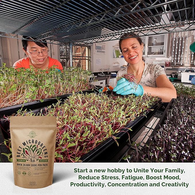 Organo Republic Beet Sprouting & Microgreens Seeds - 20,000 Non GMO Heirloom Seeds, Sprouts in Bulk 1lb Resealable Bag for Planting and Growing in Soil, Coconut Coir, Aeroponic & Hydroponic System